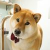shibainuhanachan