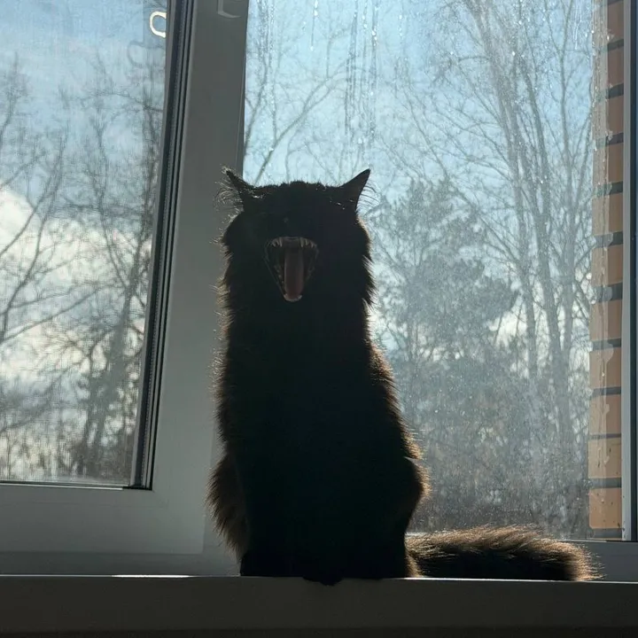 @catsosik