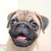 itsmiso.pug