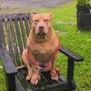 @iskothepitbull