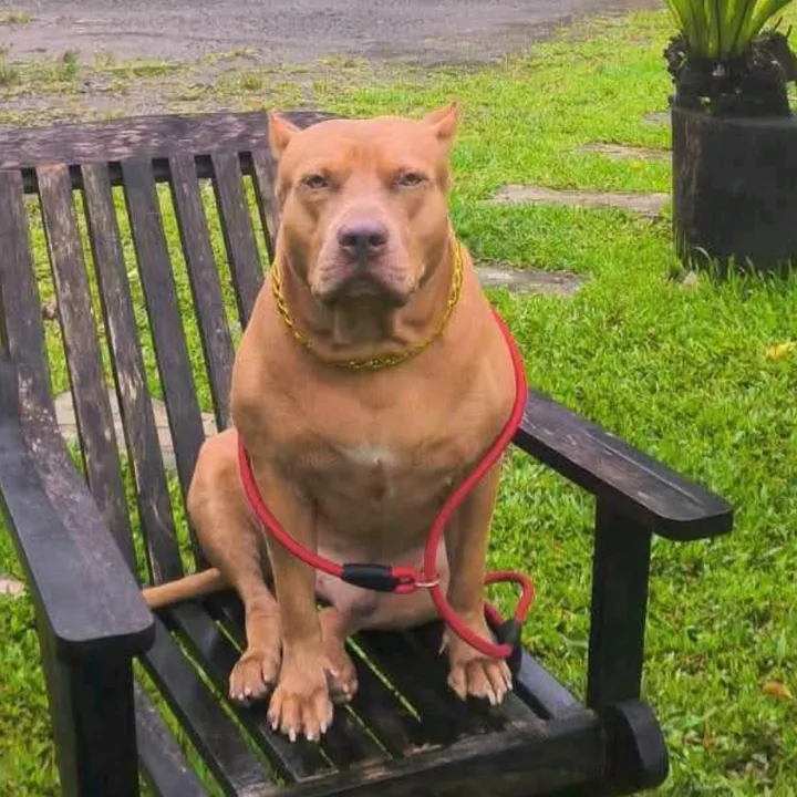 @iskothepitbull