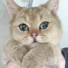 simba_cat_meow__