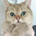 @simba_cat_meow__