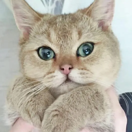 simba_cat_meow__