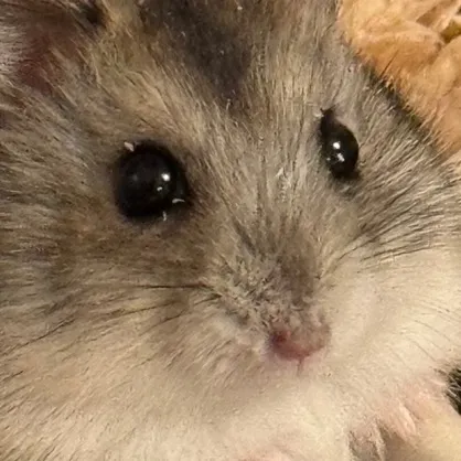 hamsterr.home