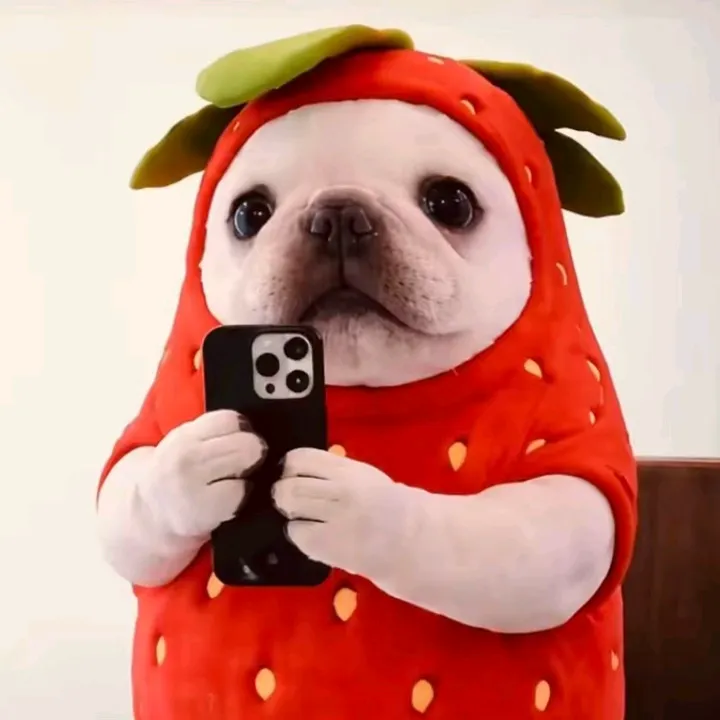 pedrozincodm