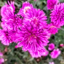@pencinta.lilac