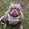 belovedbully