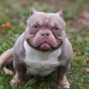 @belovedbully