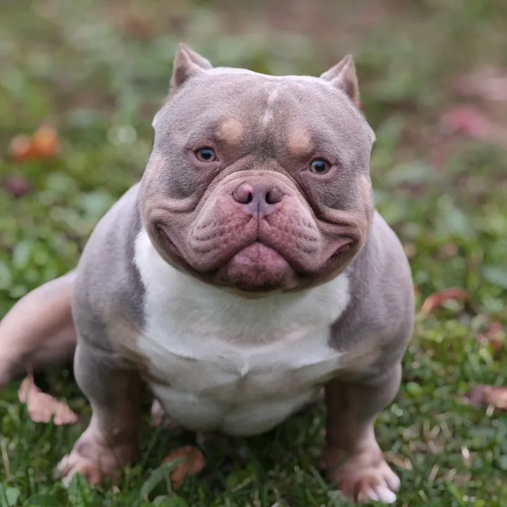 belovedbully