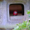 daruma920