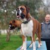 boxerbrothers73