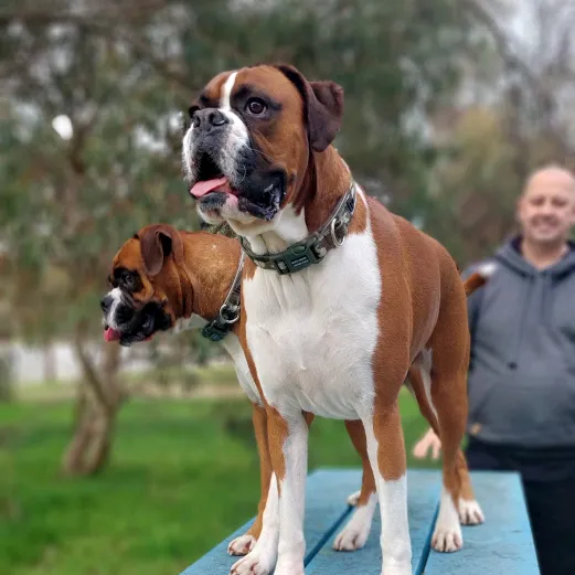 boxerbrothers73