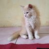 nala_cat173