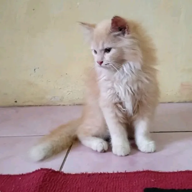 nala_cat173