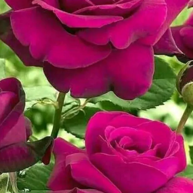 ilocanagirl_2082