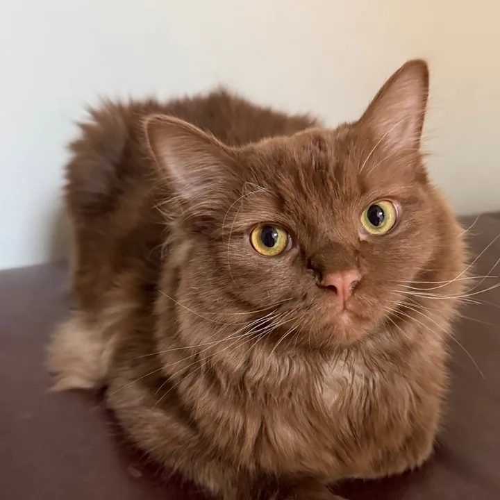 @churro_cinnamon_ragdoll