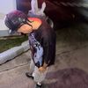 el__viral18