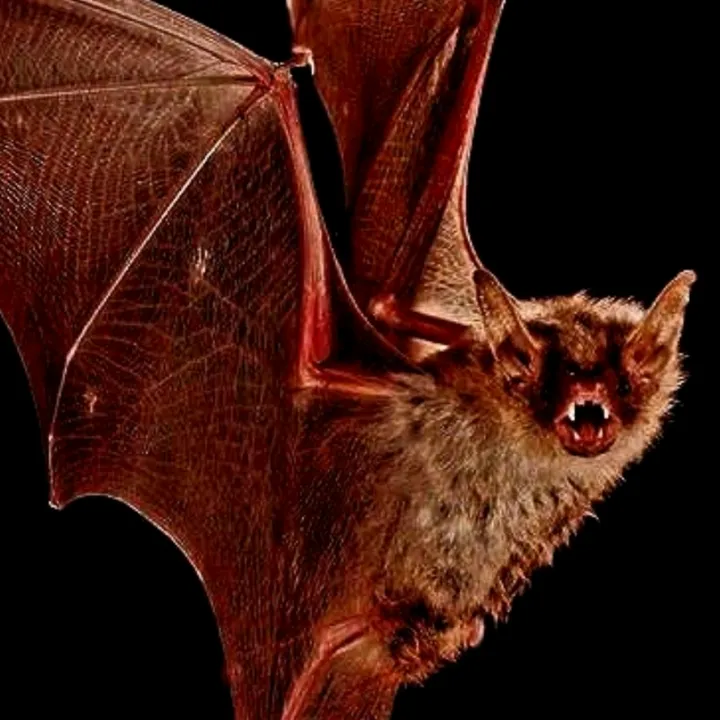 noa.vampi