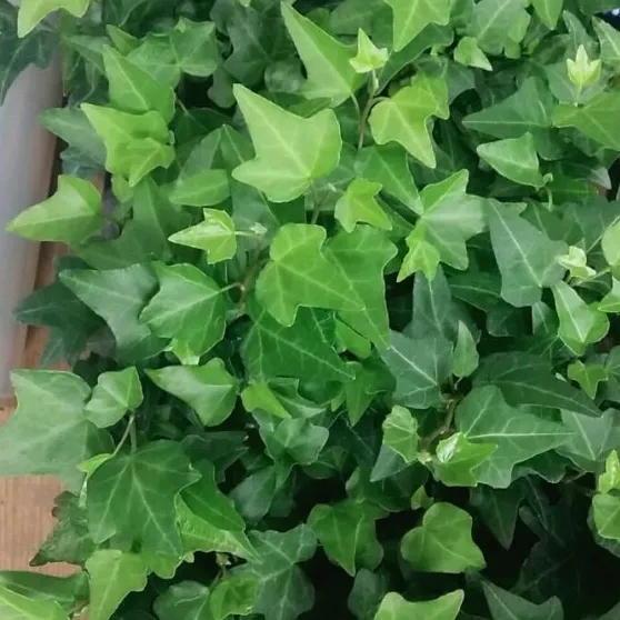 ivy_5525