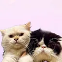 @asitwasthecat