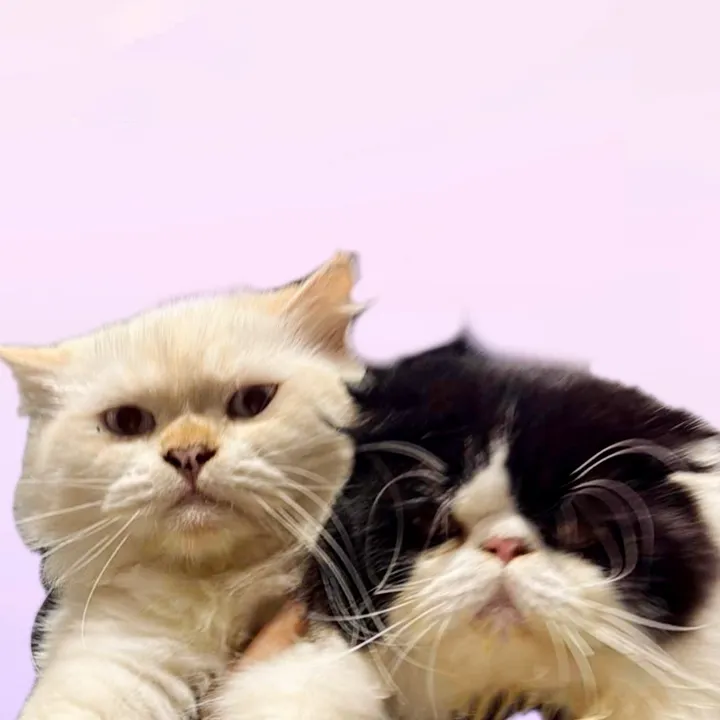 @asitwasthecat