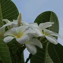 @user1539772221395