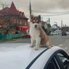 sashaprotaxi