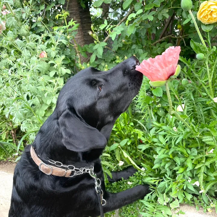 bamupapa1
