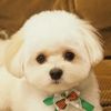 mash_the_pomapoo