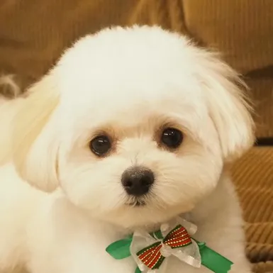 @mash_the_pomapoo