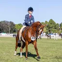 @ar.show.horses