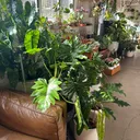 @theplantbunker_brisbane