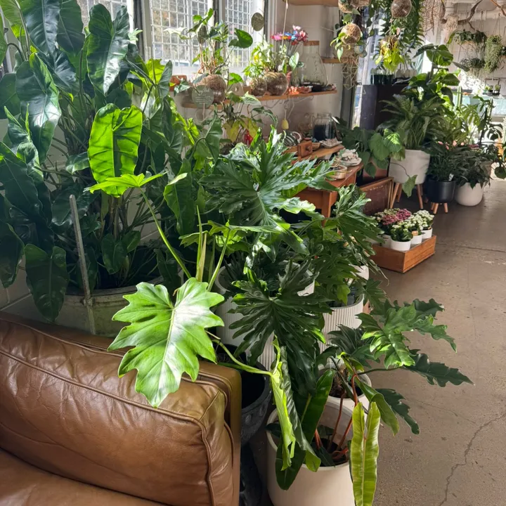 @theplantbunker_brisbane
