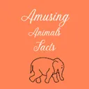 @amusing.animal