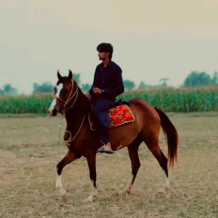 @syedarman887