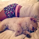 @chocolate.roblox.adopt