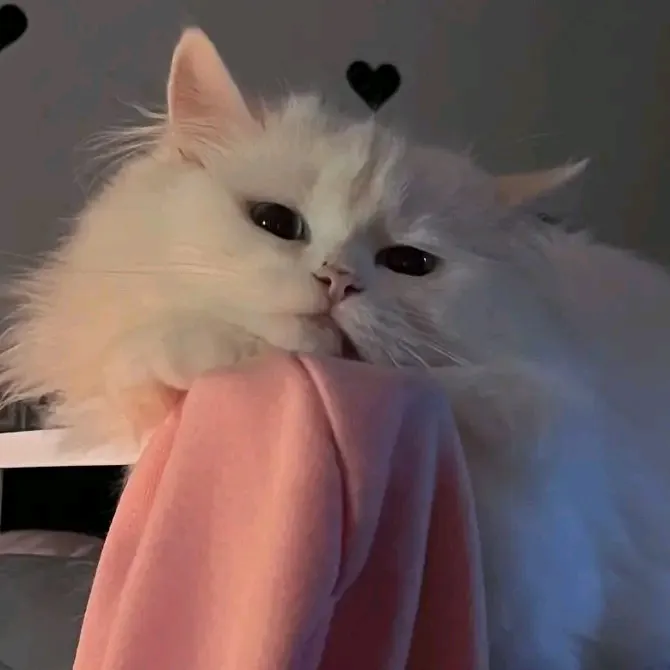 @merahjambu9716