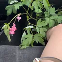 @cece.bug3