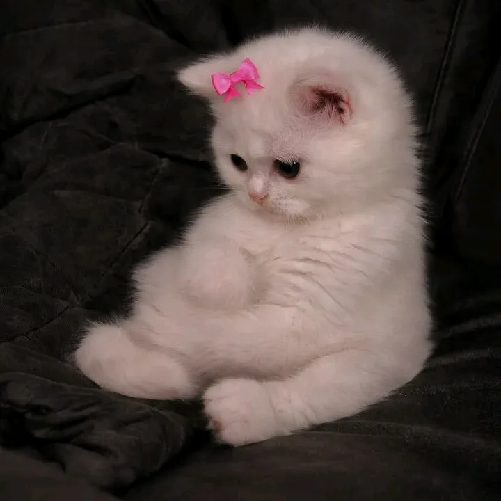 @noor2010a2