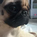 @honoka._.2007