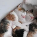 @kediannesi54