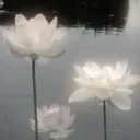 @shugoji