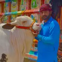 @razacattlefarm
