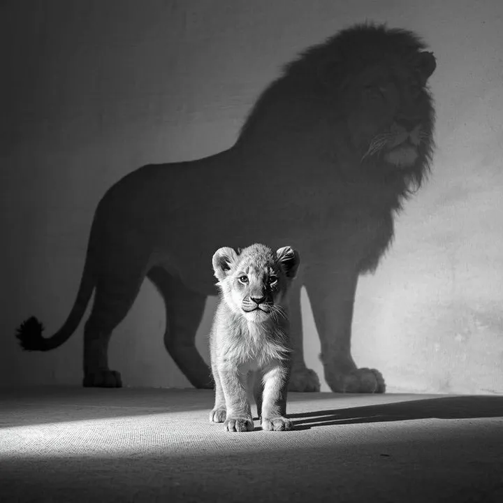 young_lion97