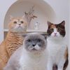 cielmeowmun
