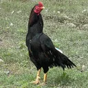 @mdpureaseel