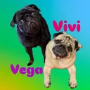 @vivi.vega.ponti