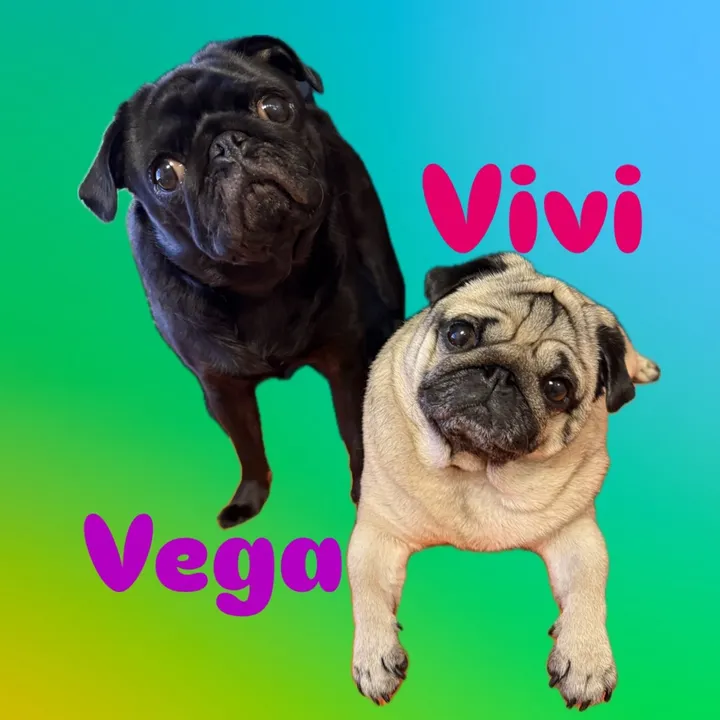 vivi.vega.ponti