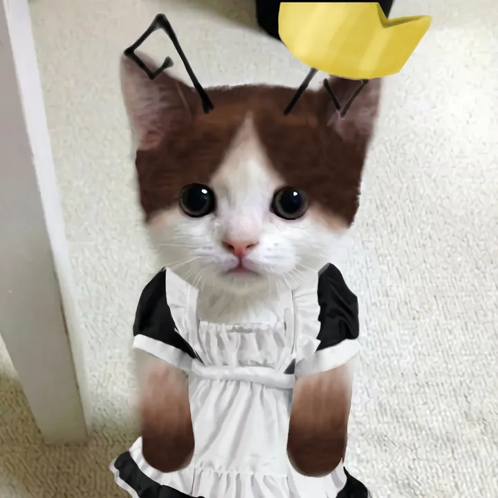 oatmealcatto